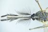 Aedes rusticus